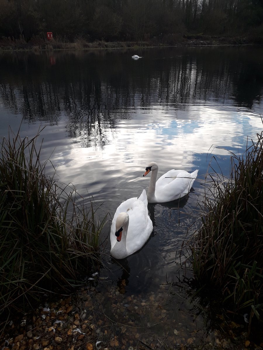 Swans at Rooksbury Mill